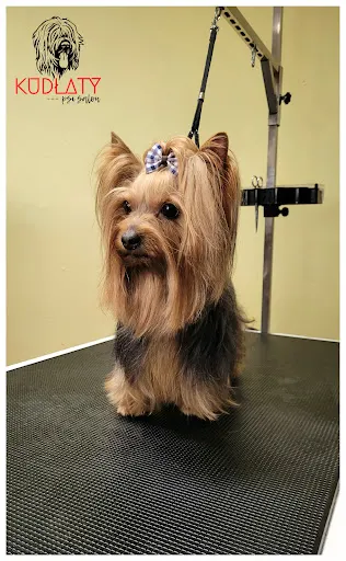 KUDŁATY - psi salon; fryzjer zwierząt, fryzjer dużych psów, groomer, dog barber